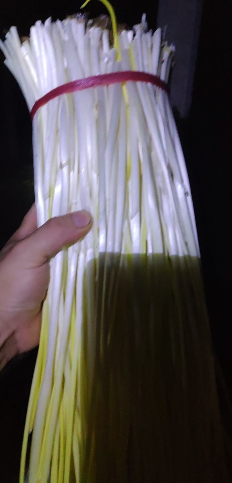 精品蒜黄，产地发货，大量有货，欢迎采购商随时咨询实地看货