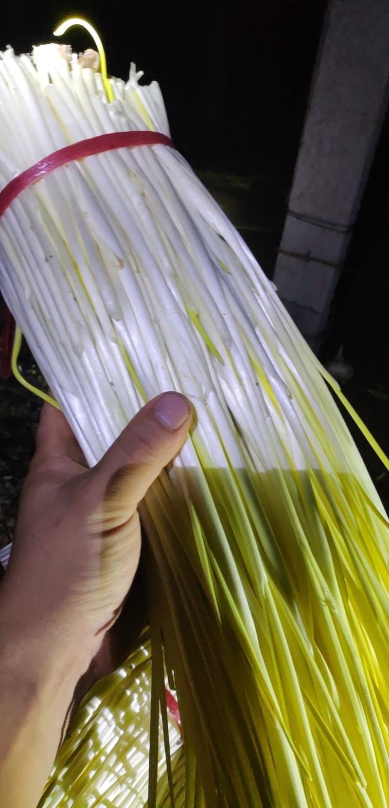 精品蒜黄，产地发货，大量有货，欢迎采购商随时咨询实地看货