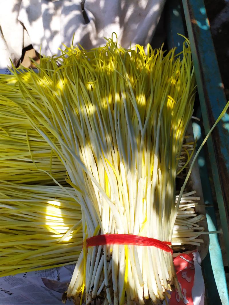 精品蒜黄，产地发货，大量有货，欢迎采购商随时咨询实地看货