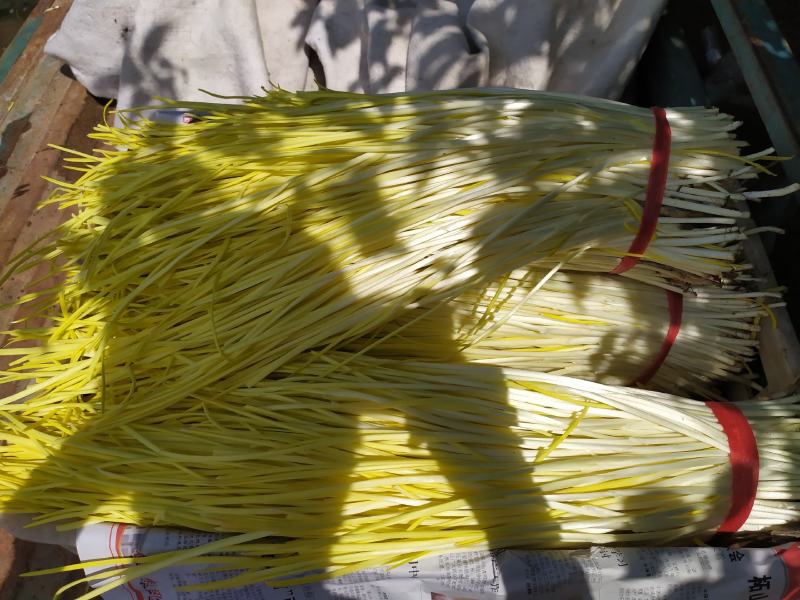 精品蒜黄，产地发货，大量有货，欢迎采购商随时咨询实地看货