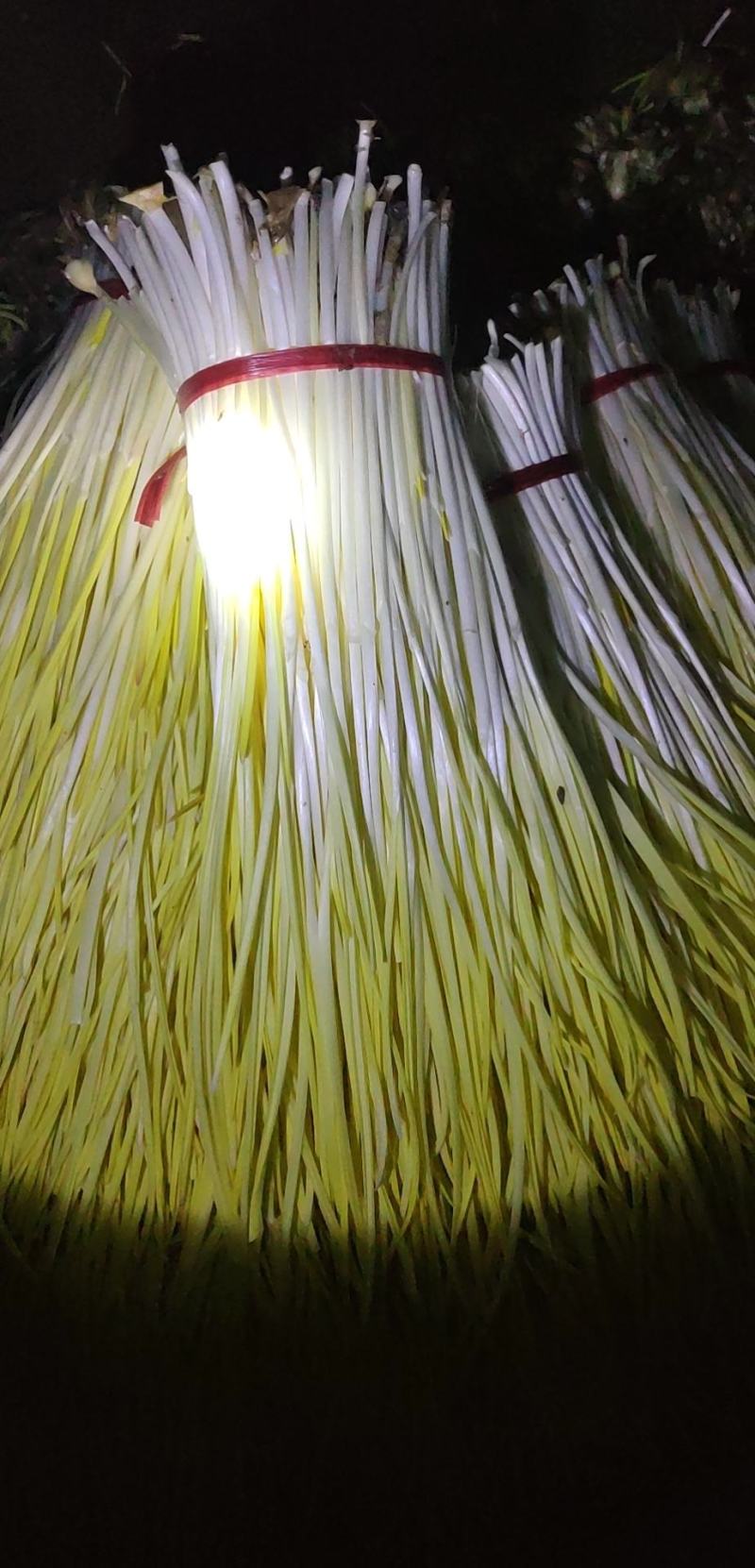 精品蒜黄，产地发货，大量有货，欢迎采购商随时咨询实地看货