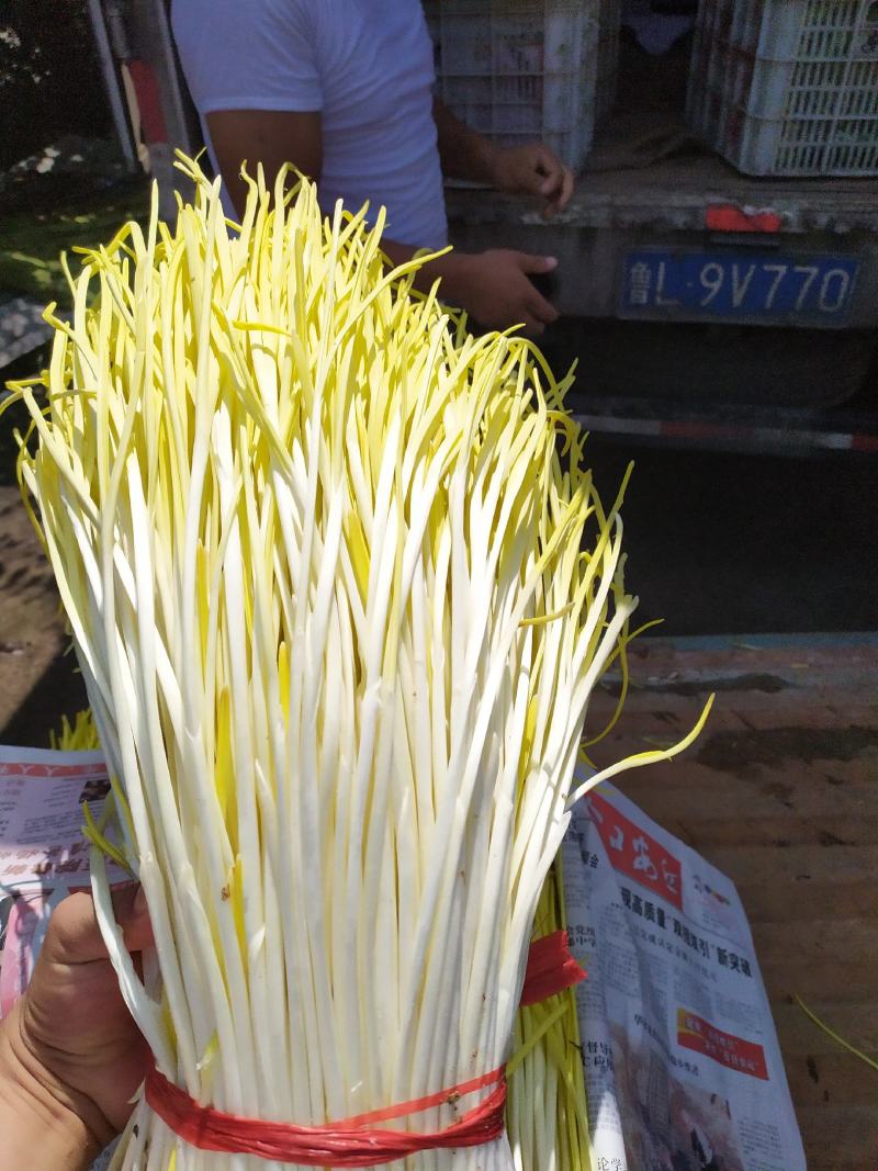 精品蒜黄，产地发货，大量有货，欢迎采购商随时咨询实地看货