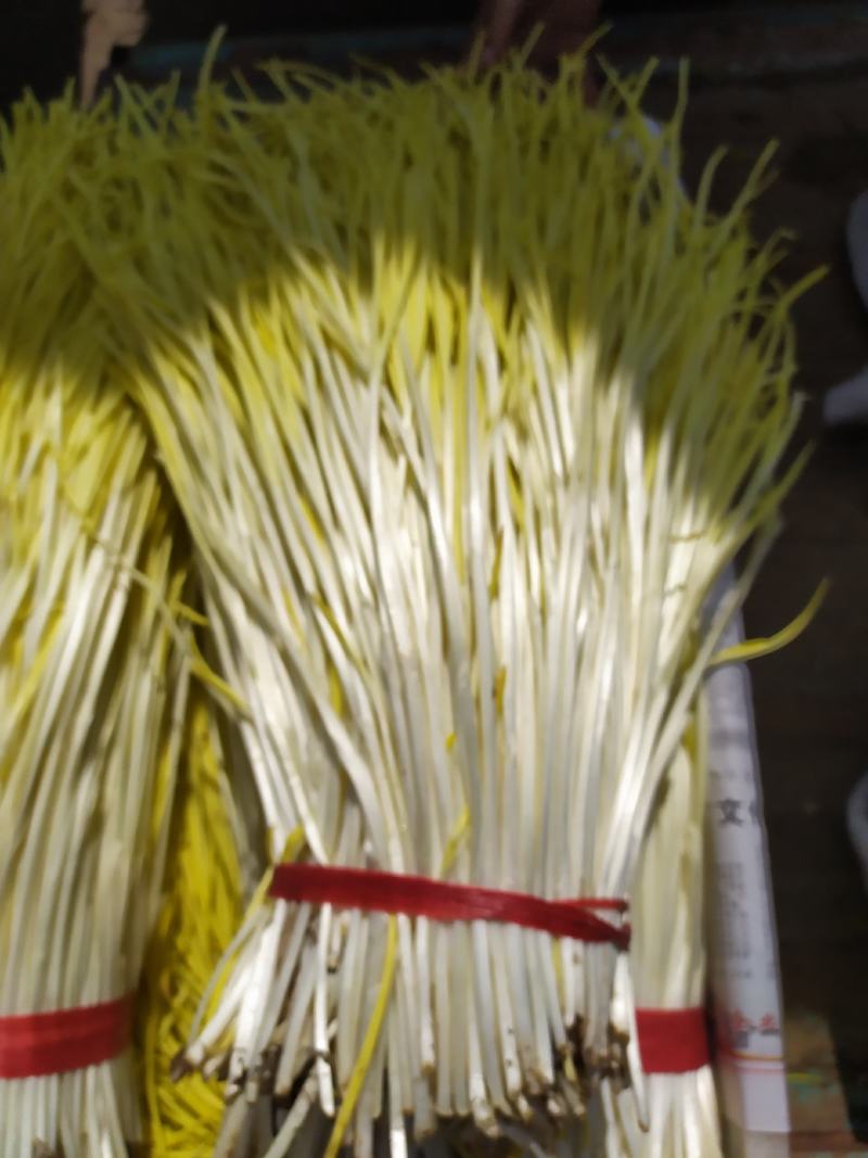 精品蒜黄，产地发货，大量有货，欢迎采购商随时咨询实地看货