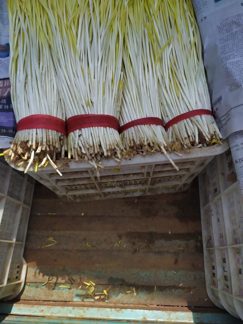 精品蒜黄，产地发货，大量有货，欢迎采购商随时咨询实地看货