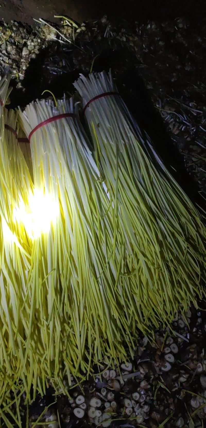 精品蒜黄，产地发货，大量有货，欢迎采购商随时咨询实地看货