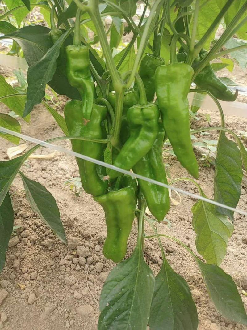 鲜辣椒大青椒4cm以上大量货源301辣椒