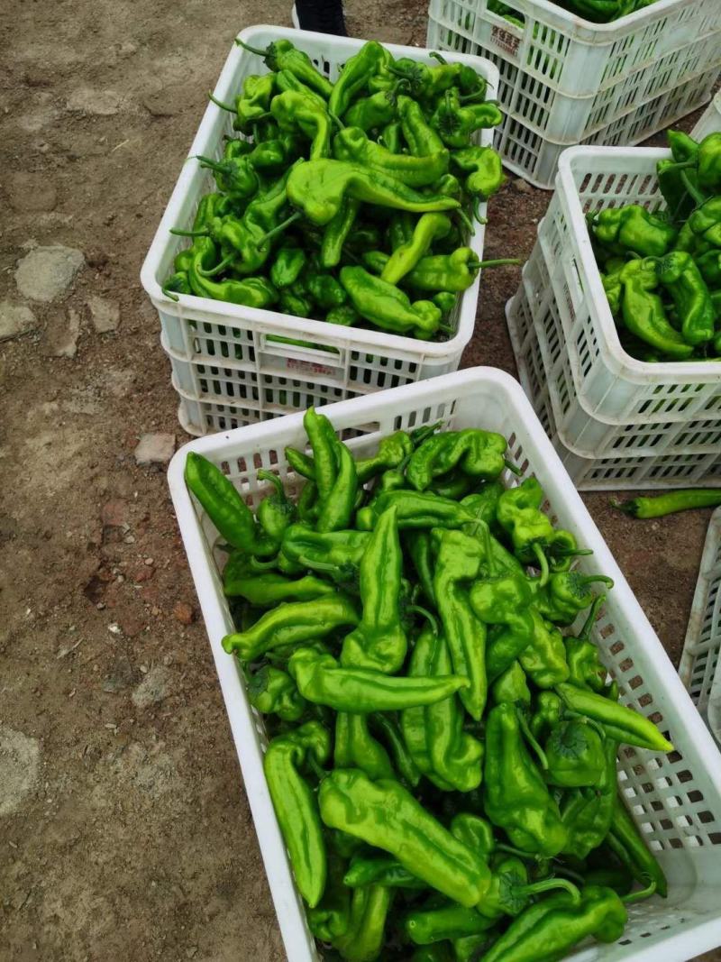 鲜辣椒大青椒4cm以上大量货源301辣椒