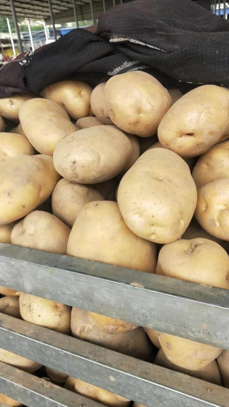 甘肃土豆228白心土豆大量有货，可视频看货白心土豆
