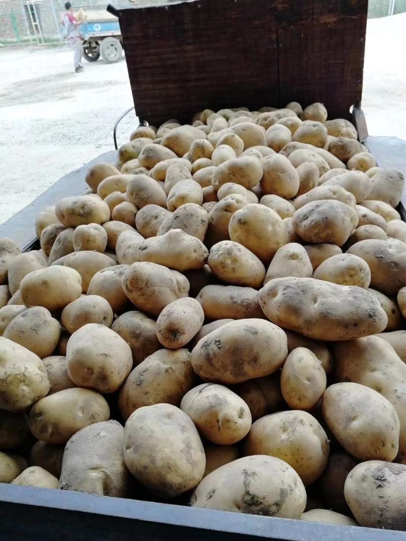 甘肃土豆228白心土豆大量有货，可视频看货白心土豆