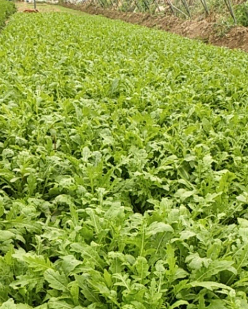 北京芝麻菜，自家种植，常年批发（细叶，鲜嫩，质量好）