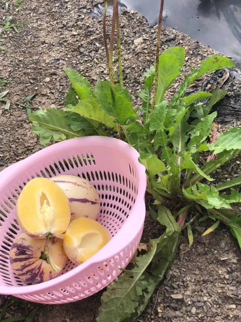 人参果（云南黄圆人参果，水润多汁）我们只发圆果