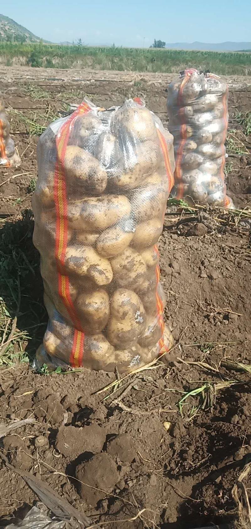 精品沃土，3两以上希深，保质保量诚信经