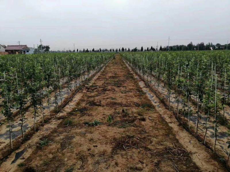工厂直销玻纤棒5.6.7.8.10拱棚，农业定植杆干育苗