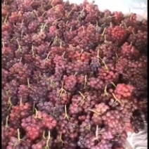 红提葡萄上市大量供应