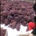 红提葡萄上市大量供应