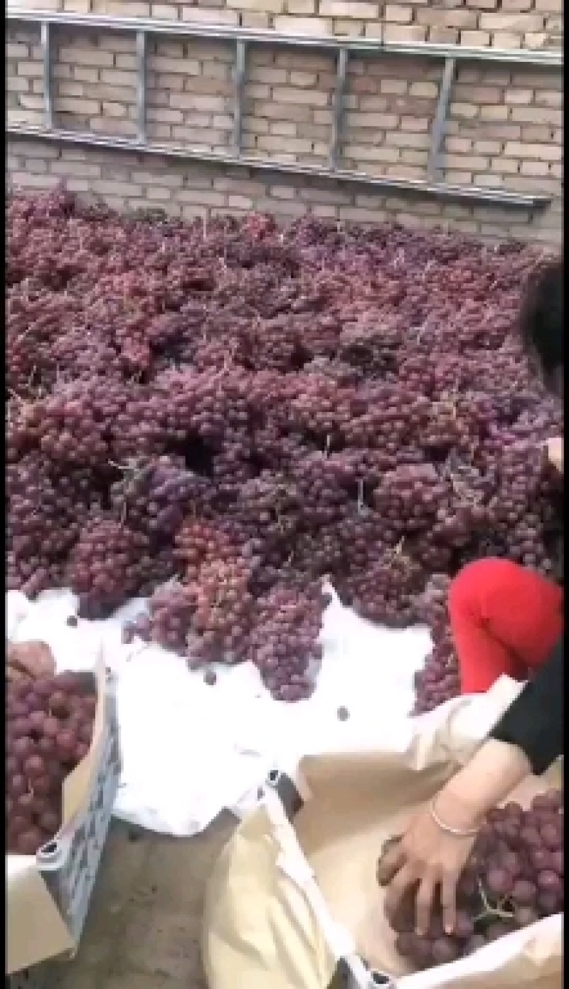 红提葡萄上市大量供应