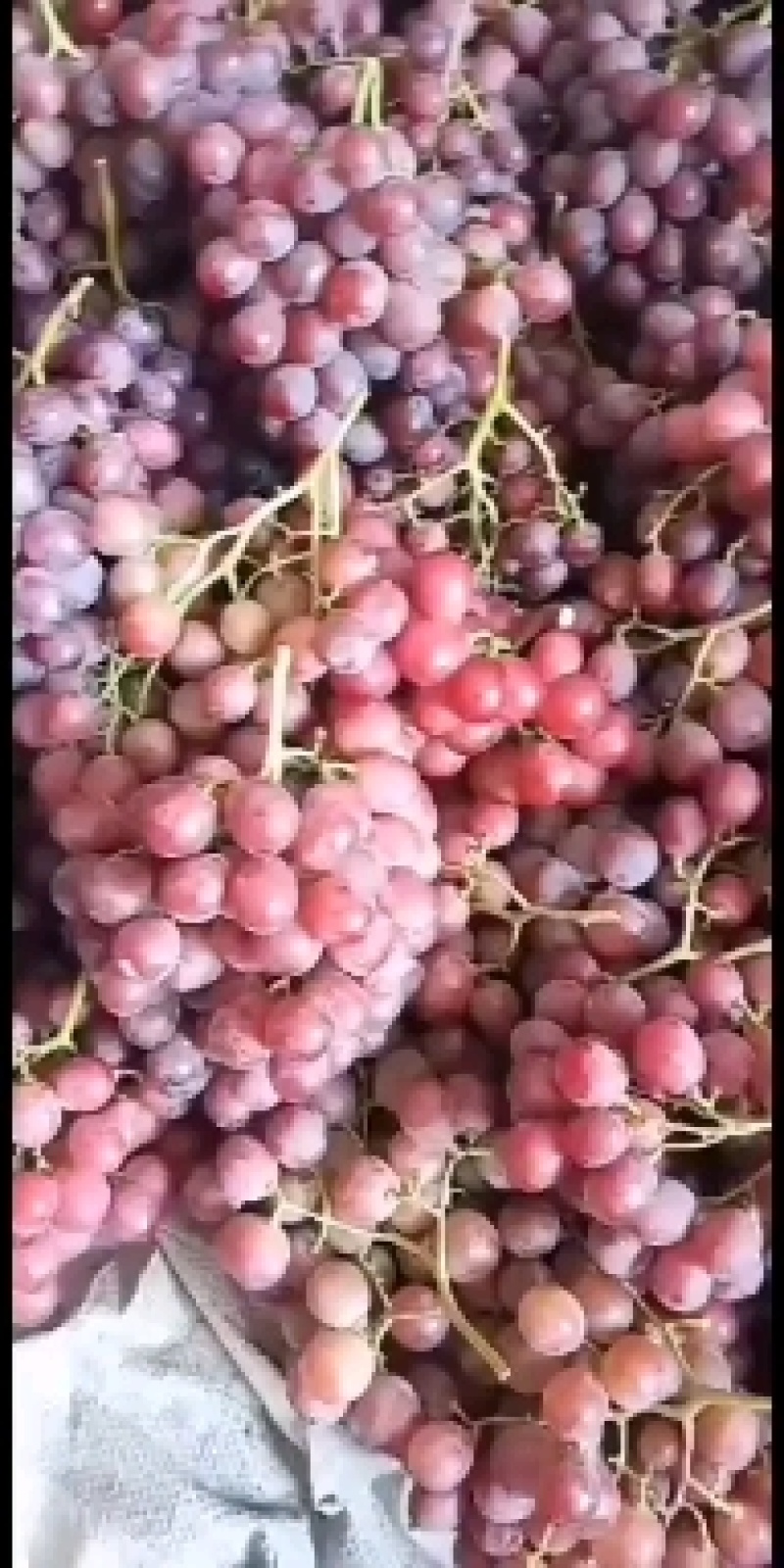 红提葡萄上市大量供应