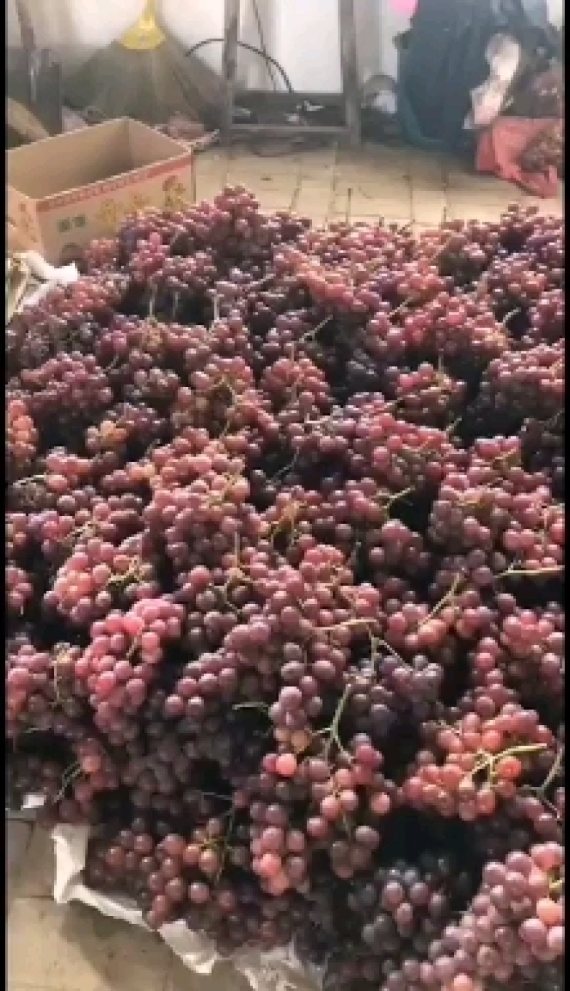 红提葡萄上市大量供应