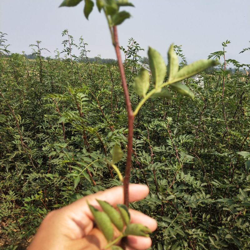 【精选】无刺花椒苗嫁接无刺花椒树苗质优价廉