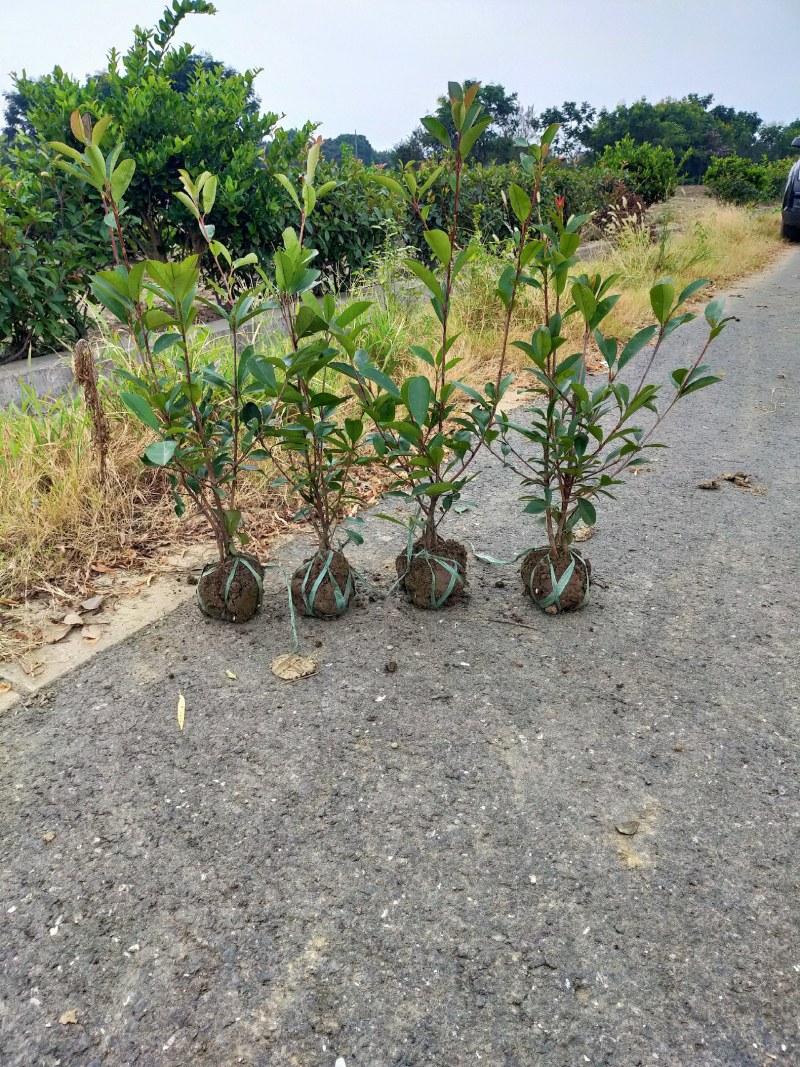 红叶石楠毛球，各种工程绿化