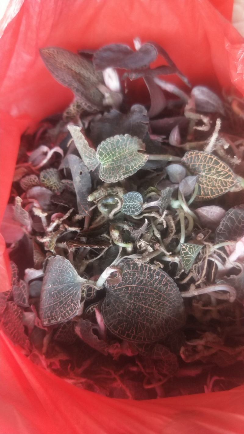 野生重楼干货，新鲜货上市！新鲜晒干，足干