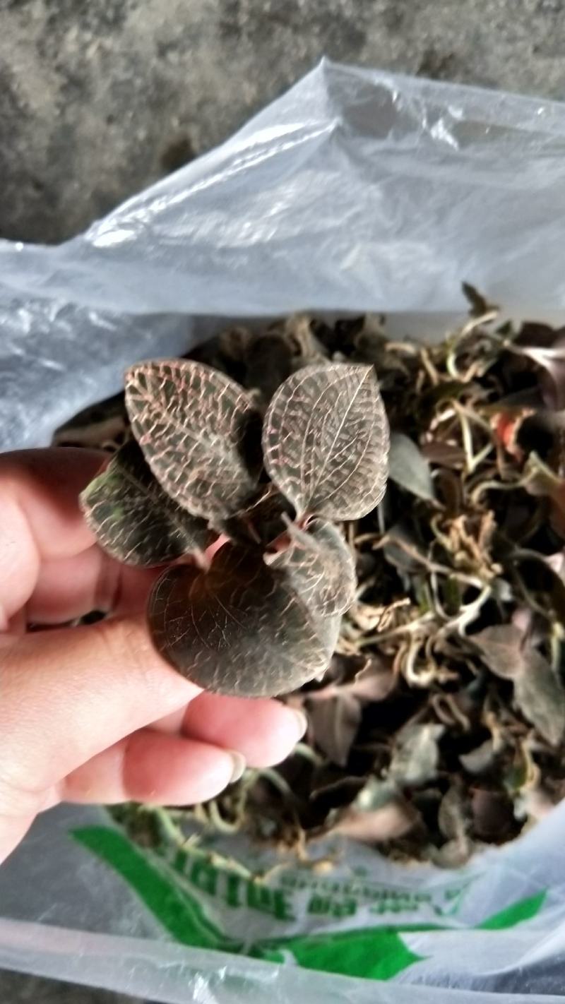 野生重楼干货，新鲜货上市！新鲜晒干，足干
