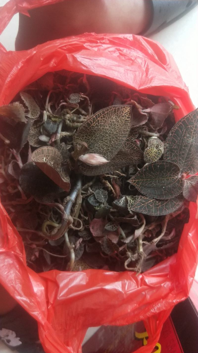 野生重楼干货，新鲜货上市！新鲜晒干，足干