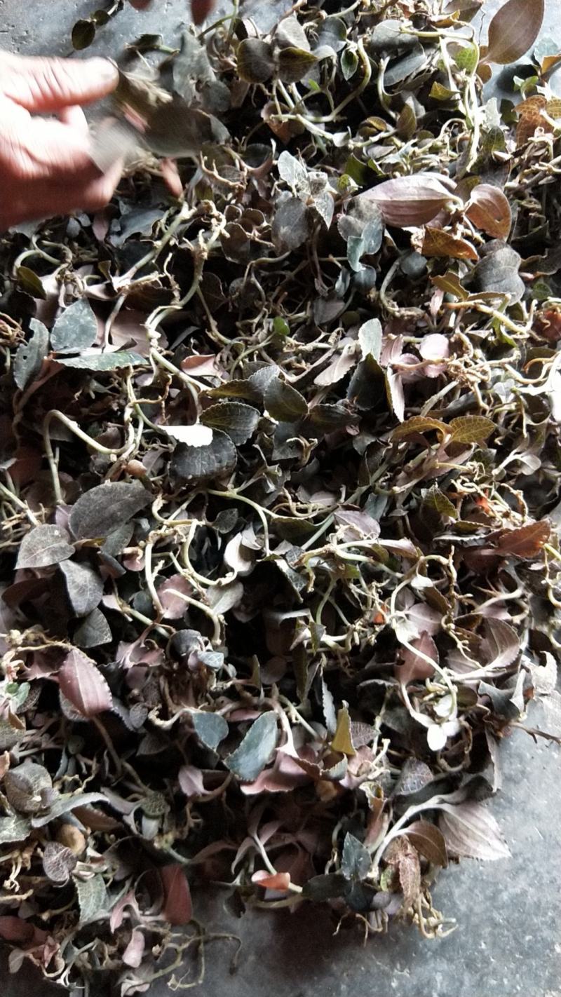 野生重楼干货，新鲜货上市！新鲜晒干，足干