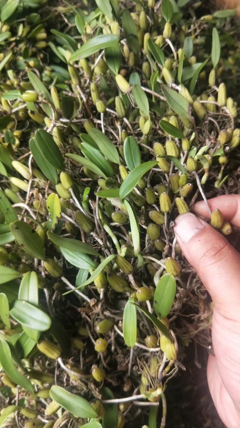 石橄榄野生货小果小叶！新鲜采摘发货