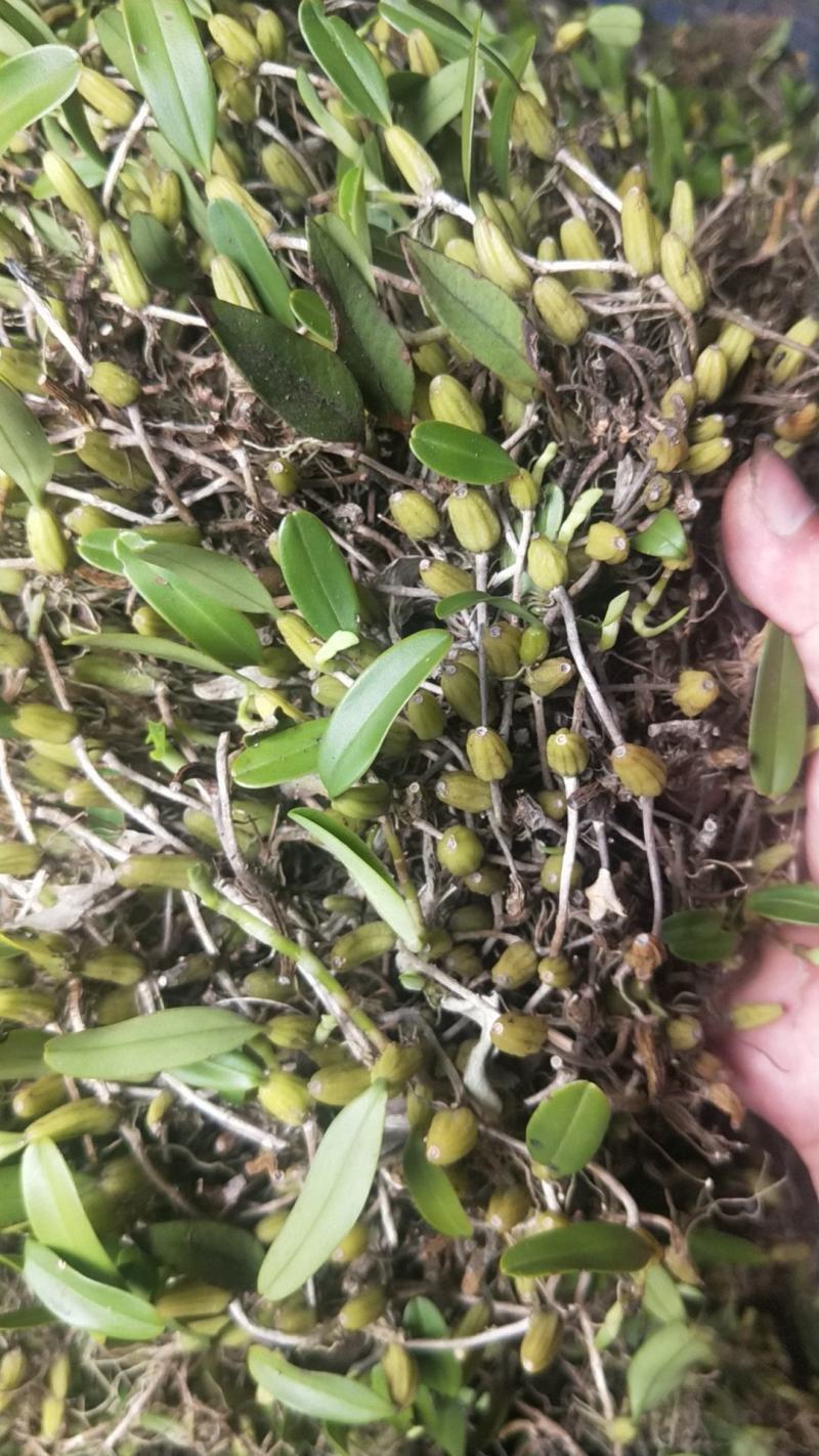 石橄榄野生货小果小叶！新鲜采摘发货