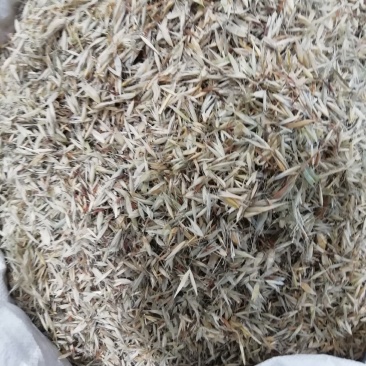 燕麦穗2斤起批包邮量大电仪