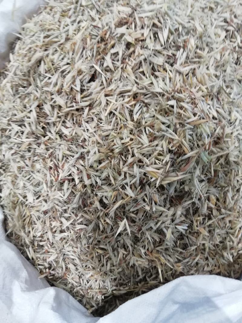 燕麦穗2斤起批包邮量大电仪