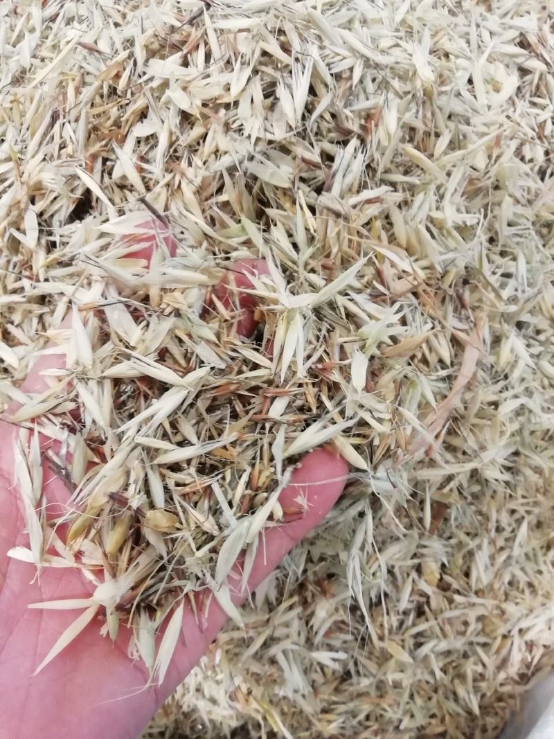 燕麦穗2斤起批包邮量大电仪