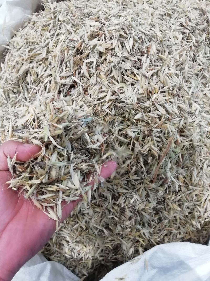 燕麦穗2斤起批包邮量大电仪