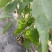 大棚种植辣椒。薄皮椒、邹皮椒皮薄肉脆、微辣