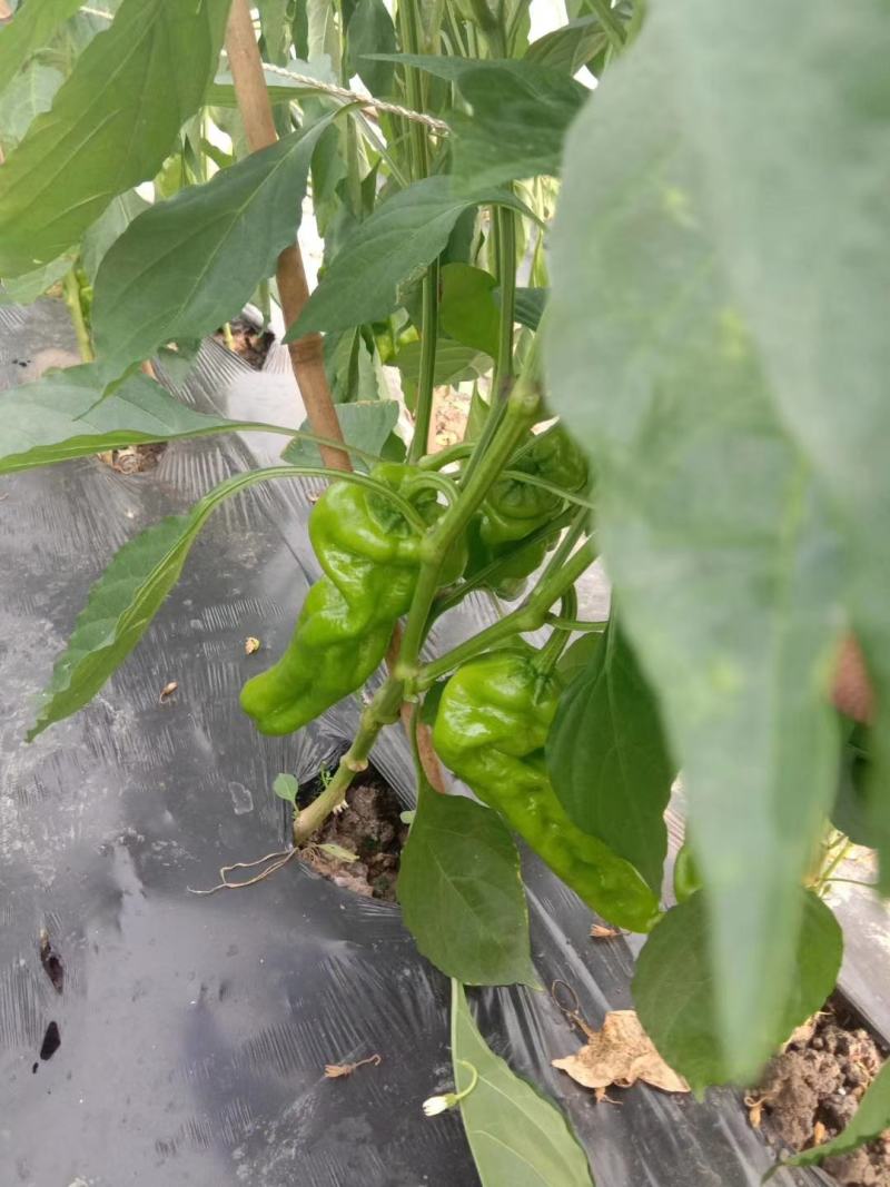 大棚种植辣椒。薄皮椒、邹皮椒皮薄肉脆、微辣