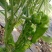 大棚种植辣椒。薄皮椒、邹皮椒皮薄肉脆、微辣