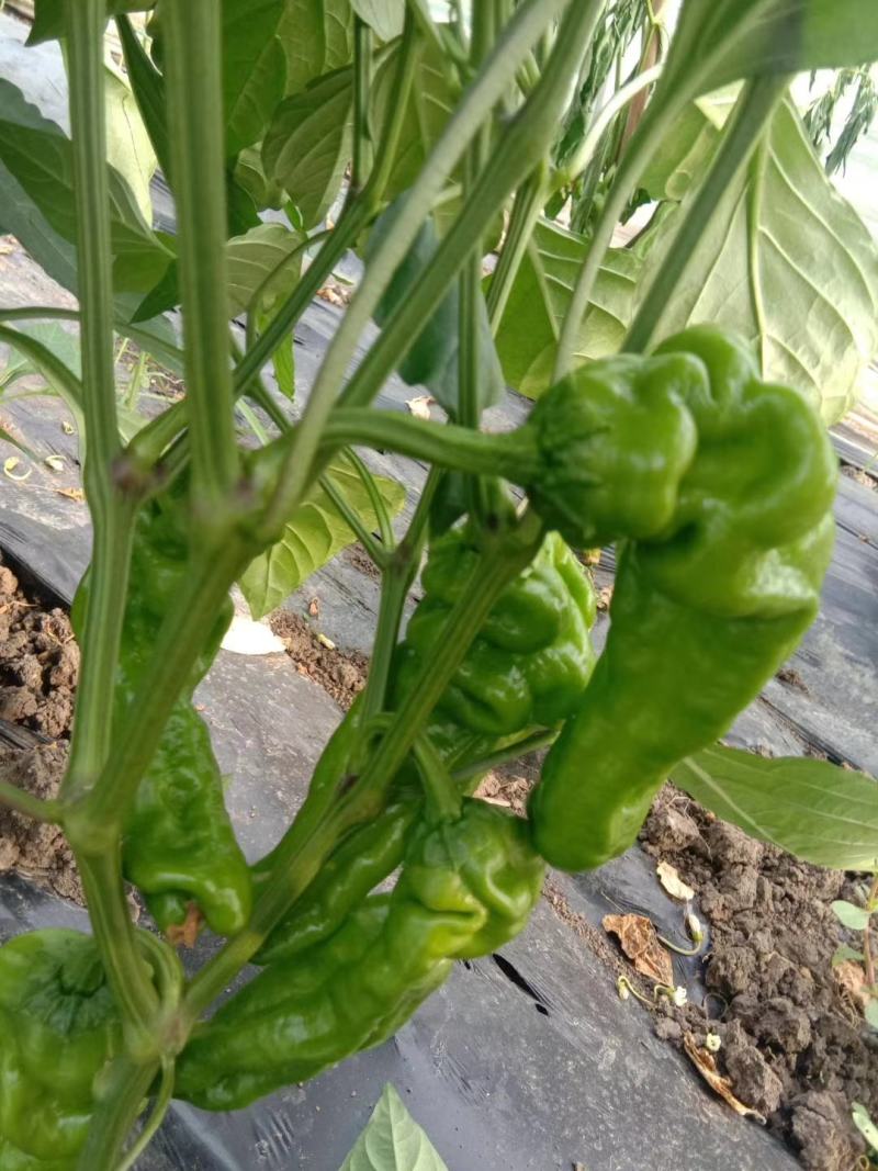 大棚种植辣椒。薄皮椒、邹皮椒皮薄肉脆、微辣