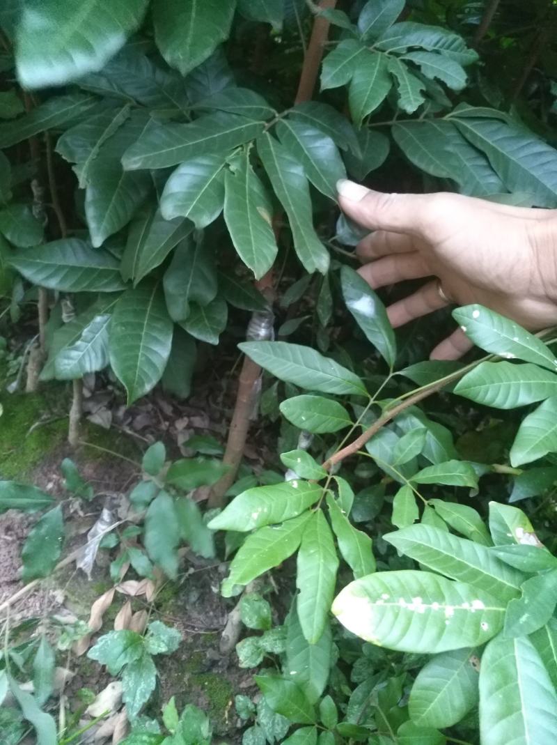 龙眼苗，桂圆苗，富圆苗，石夹桂圆苗，储良桂圆苗，蜀冠桂圆