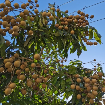 龙眼苗，桂圆苗，富圆苗，石夹桂圆苗，储良桂圆苗，蜀冠桂圆