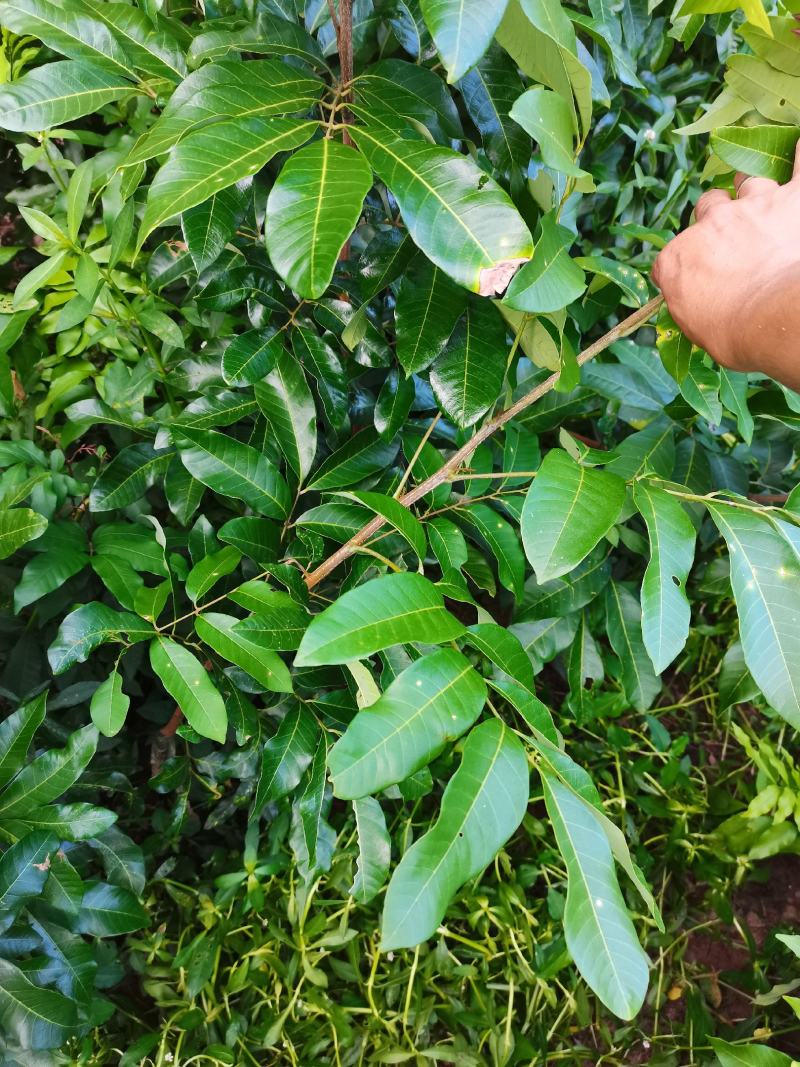 龙眼苗，桂圆苗，富圆苗，石夹桂圆苗，储良桂圆苗，蜀冠桂圆