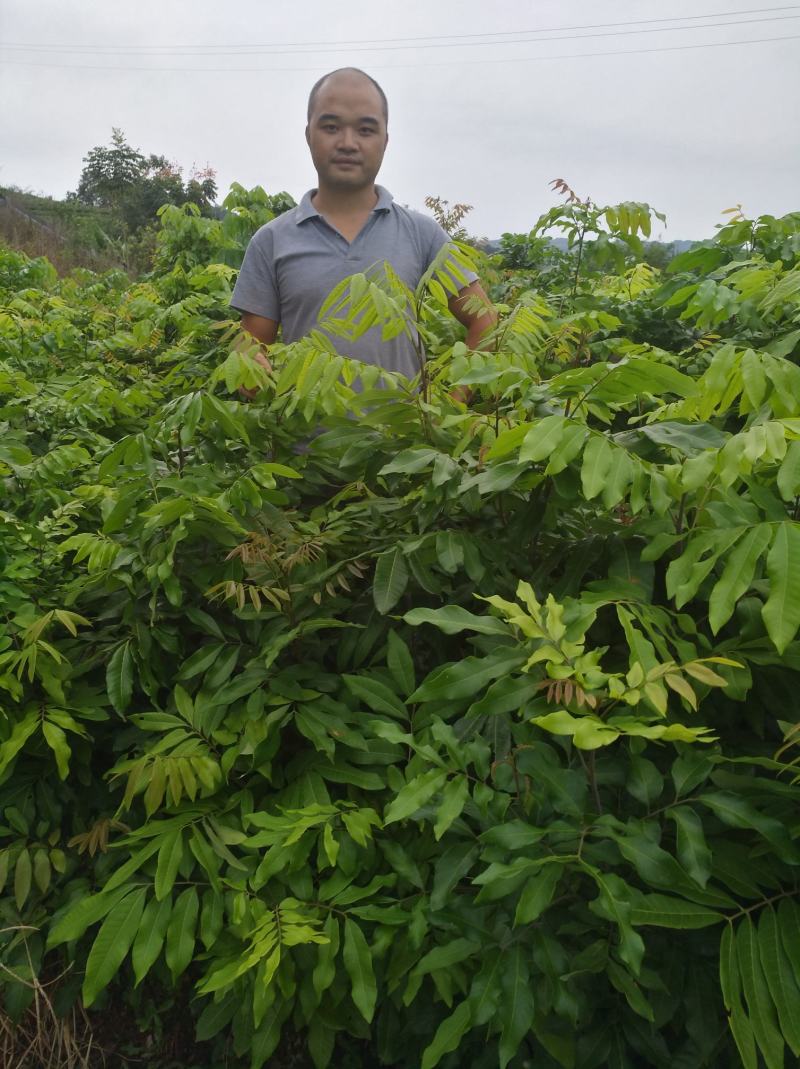 龙眼苗，桂圆苗，富圆苗，石夹桂圆苗，储良桂圆苗，蜀冠桂圆