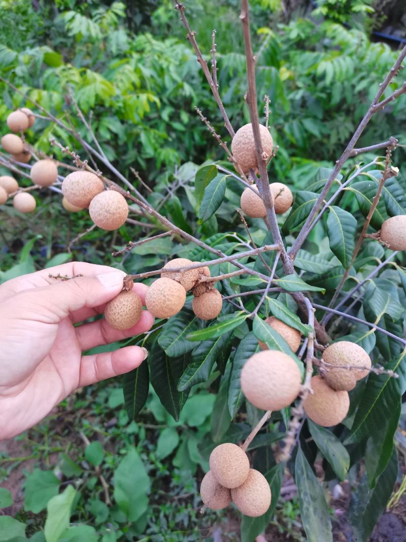 龙眼苗，桂圆苗，富圆苗，石夹桂圆苗，储良桂圆苗，蜀冠桂圆