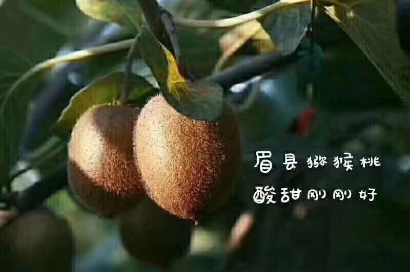 陕西眉县徐香猕猴桃正在热卖，量大从优，看到我就说在一亩田