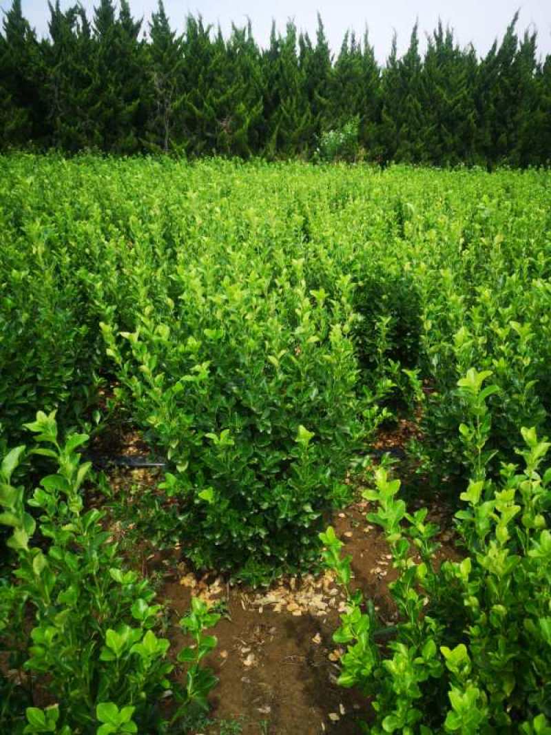 卫矛种植大户低价供应卫矛，卫矛球冠40—150公分量大