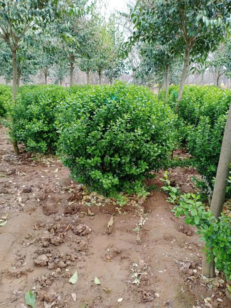 卫矛种植大户低价供应卫矛，卫矛球冠40—150公分量大