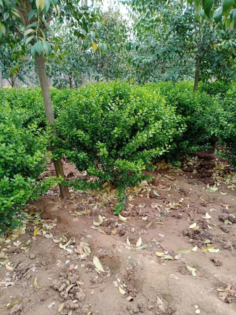 卫矛种植大户低价供应卫矛，卫矛球冠40—150公分量大