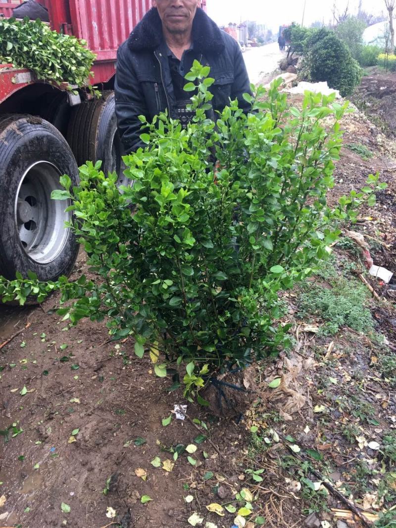 卫矛种植大户低价供应卫矛，卫矛球冠40—150公分量大