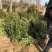 卫矛种植大户低价供应卫矛，卫矛球冠40—150公分量大