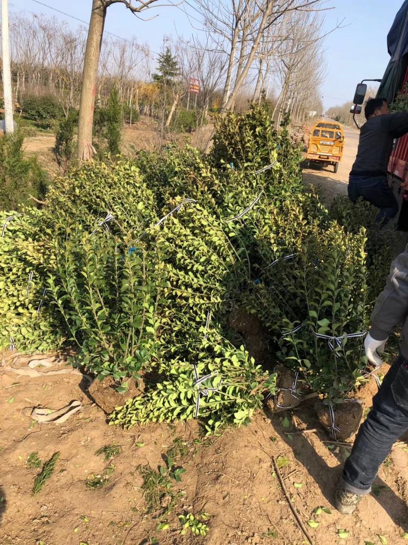 卫矛种植大户低价供应卫矛，卫矛球冠40—150公分量大